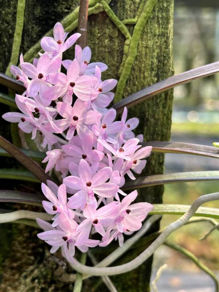 Ascocentrum christensonianum