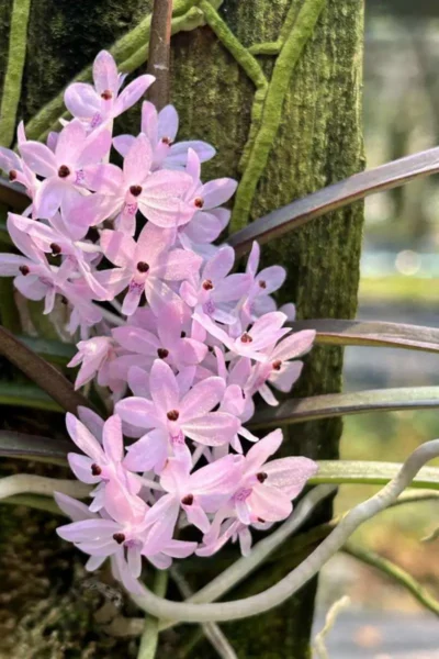 Ascocentrum christensonianum