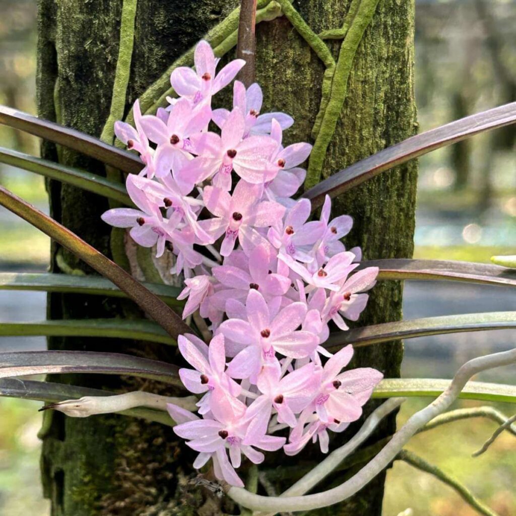 Ascocentrum christensonianum