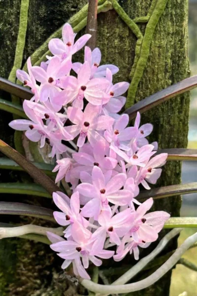 Ascocentrum christensonianum