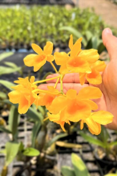 Rare Orchid Dendrobium Findlayanum Fragrant Orchid For Sale