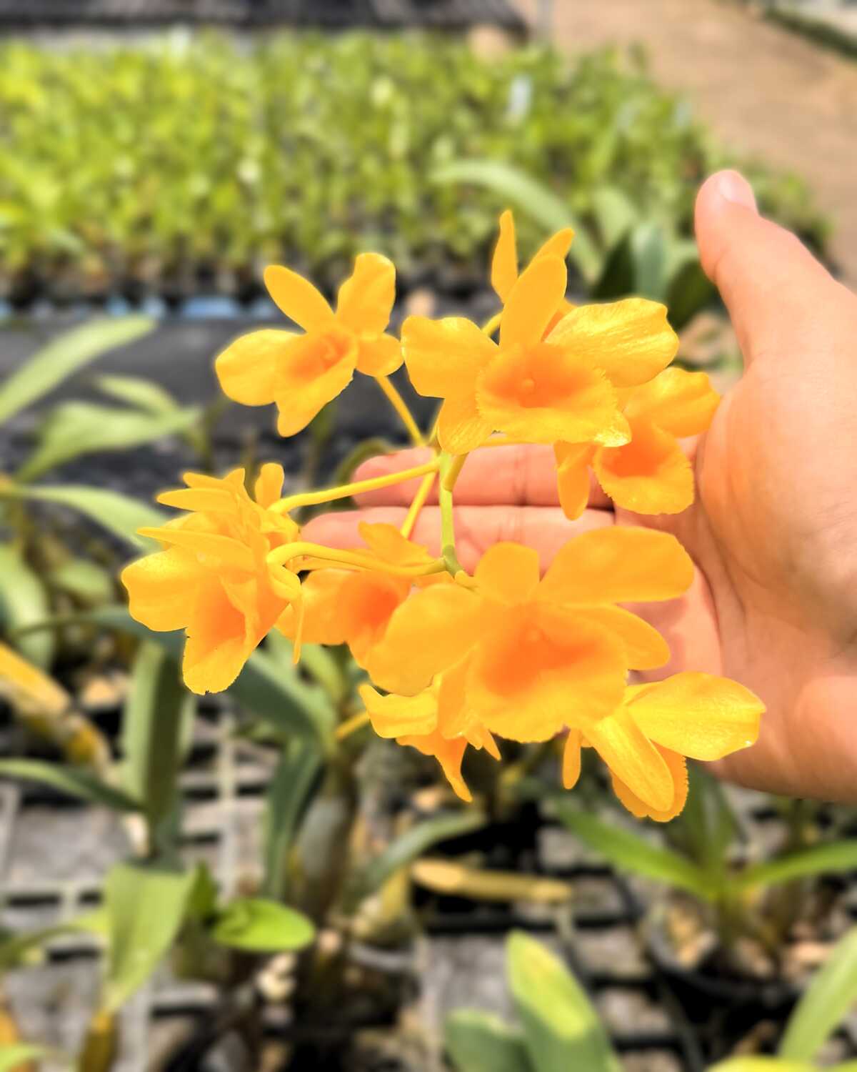 Rare Orchid Dendrobium Findlayanum Fragrant Orchid For Sale