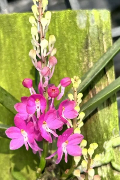 Vanda ampullacea (Ascocentrum ampullaceum)