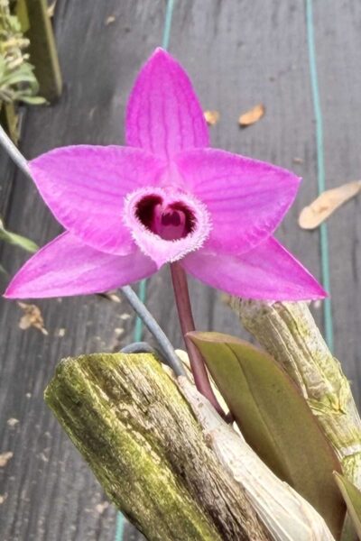 Debdrobium parishii