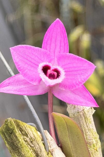 Debdrobium parishii