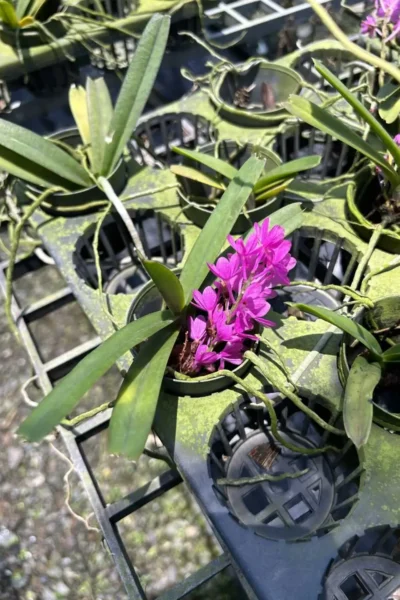 Vanda ampullacea (Ascocentrum ampullaceum)