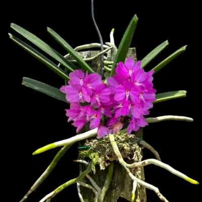Vanda ampullacea (Ascocentrum ampullaceum)