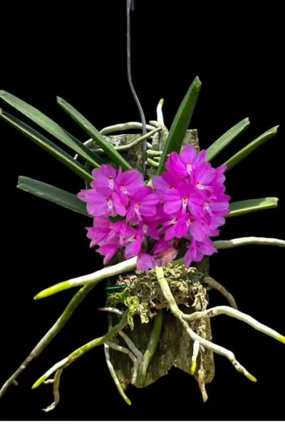 Vanda ampullacea (Ascocentrum ampullaceum)
