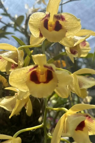 Dendrobium_gatton_sunray