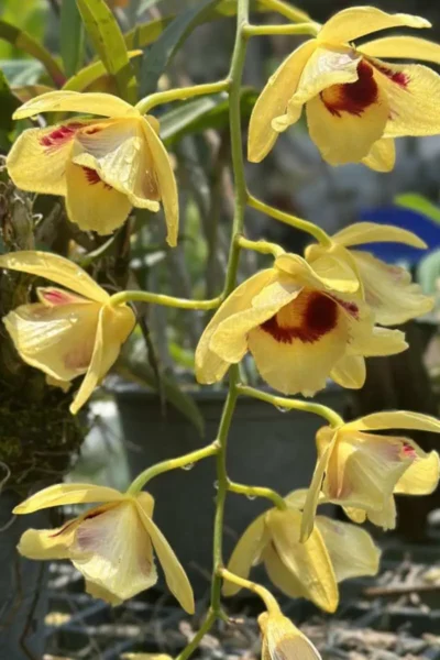 Dendrobium_gatton_sunray