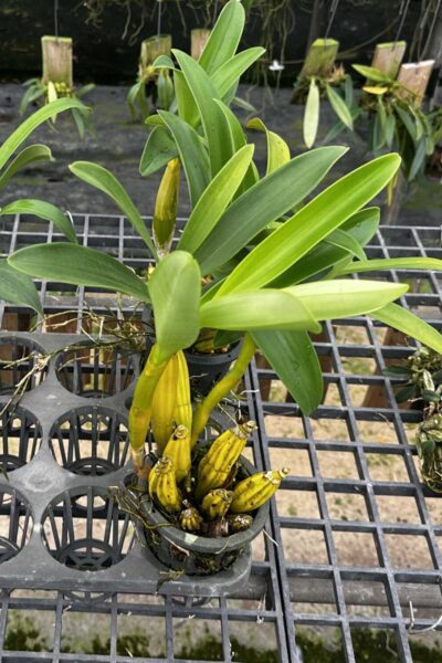 Rare Orchid Dendrobium Findlayanum Fragrant Orchid For Sale