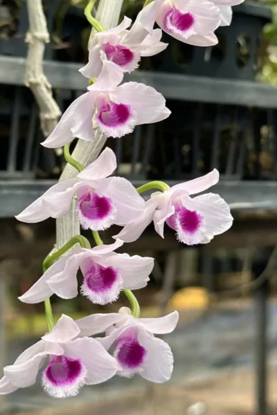 Dendrobium parishii var.semi-alba Red wine