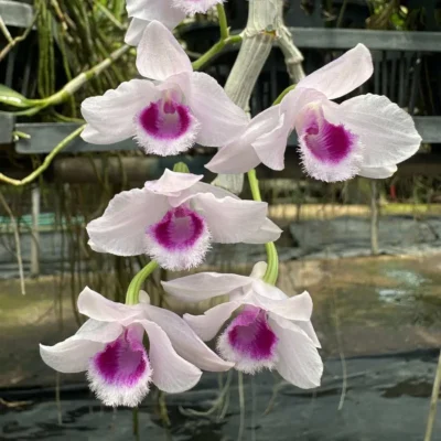 Dendrobium parishii var.semi-alba Red wine (Large)