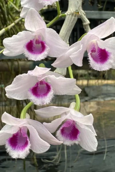 Dendrobium parishii var.semi-alba Red wine