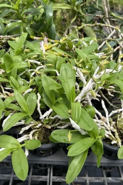 Dendrobium parishii var.semi-alba Red wine