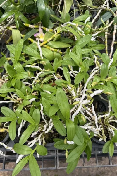 Dendrobium parishii var.semi-alba Red wine