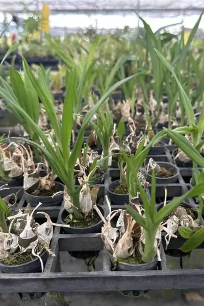 Eulophia andamanensis