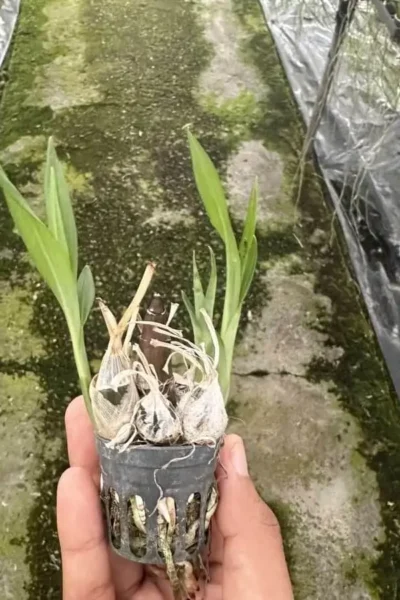 Eulophia andamanensis