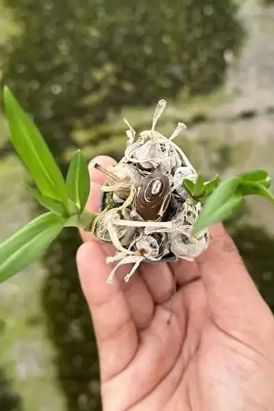 Eulophia andamanensis