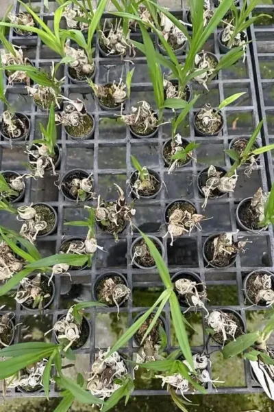 Eulophia andamanensis