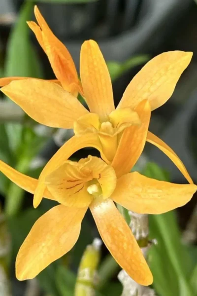 Dendrobium Hybrid unicum