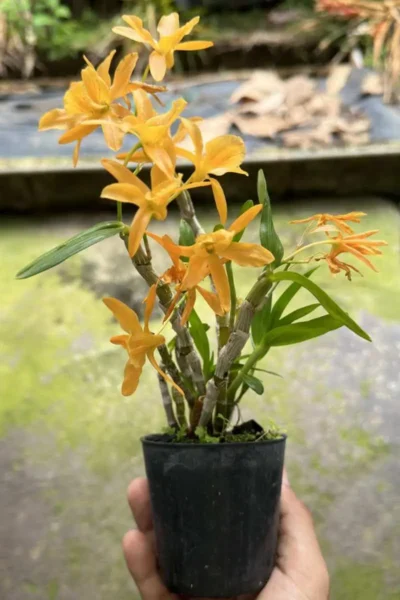 Dendrobium Hybrid unicum