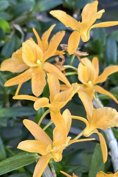 Dendrobium Hybrid unicum