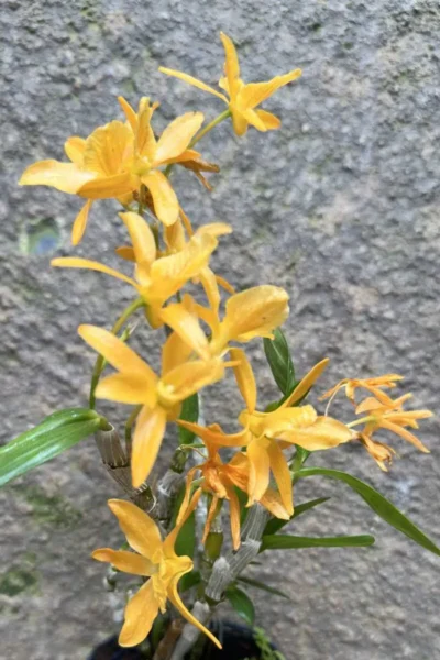 Dendrobium Hybrid unicum