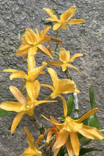 Dendrobium Hybrid unicum