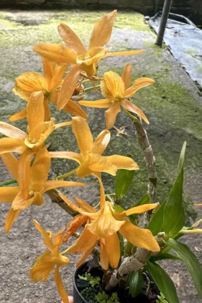 Dendrobium Hybrid unicum