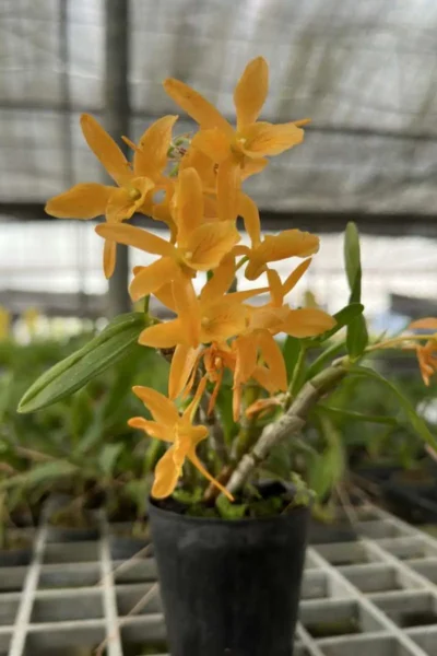 Dendrobium Hybrid unicum
