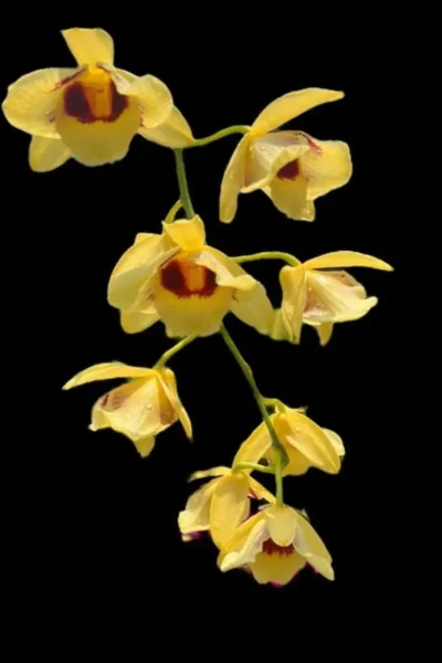 Dendrobium_gatton_sunray