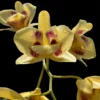 Dendrobium Gatton Sunray (3-Lip / Peloric) – Buy Online | Sib Orchid Dendrobium_gatton_sunray