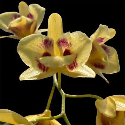 Dendrobium Gatton Sunray (3-Lip / Peloric)