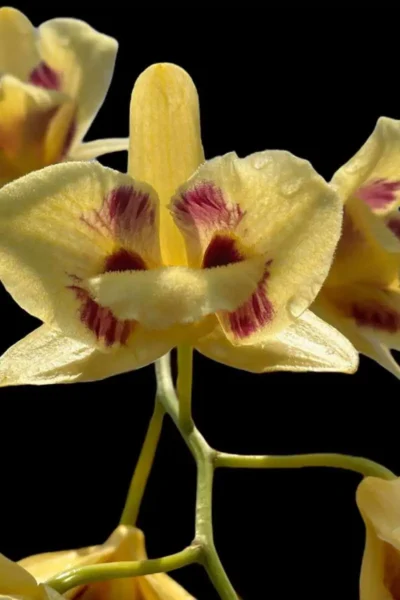 Dendrobium_gatton_sunray