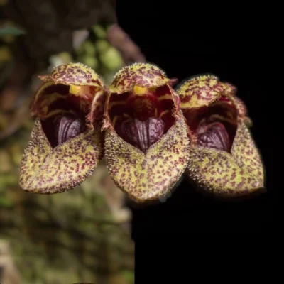 Bulbophyllum frostii