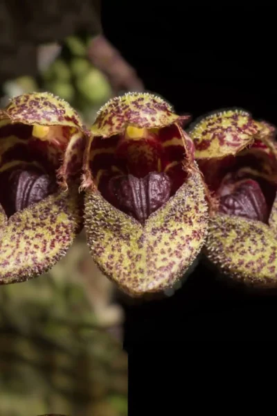 bulbophyllum-frostii-species-orchid