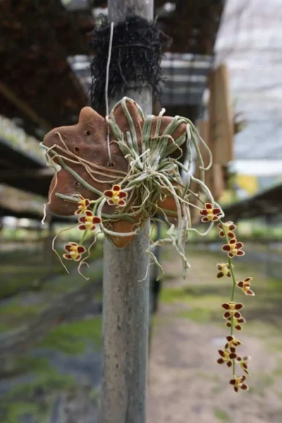 Chiloschista lunifera