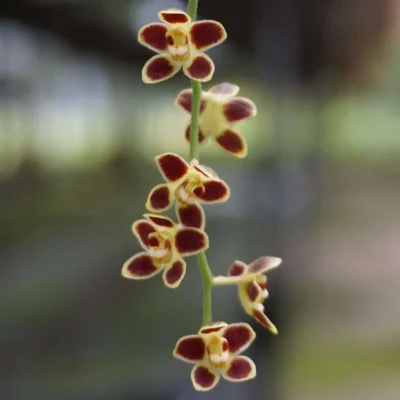 Chiloschista lunifera