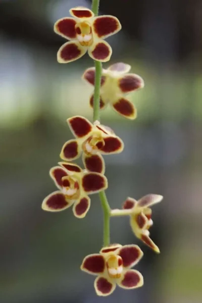 Chiloschista lunifera