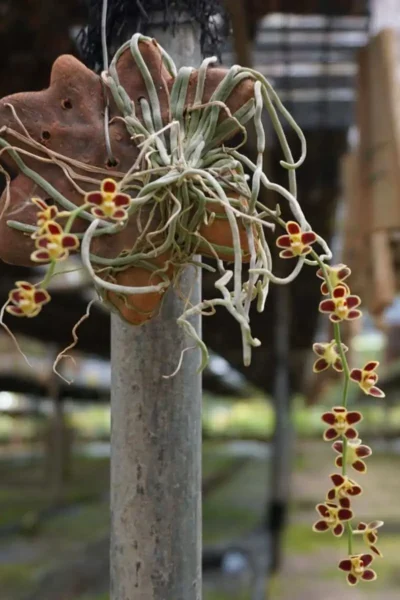 Chiloschista lunifera