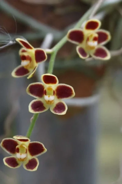 Chiloschista lunifera