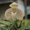 paphiopedilum godefroyae