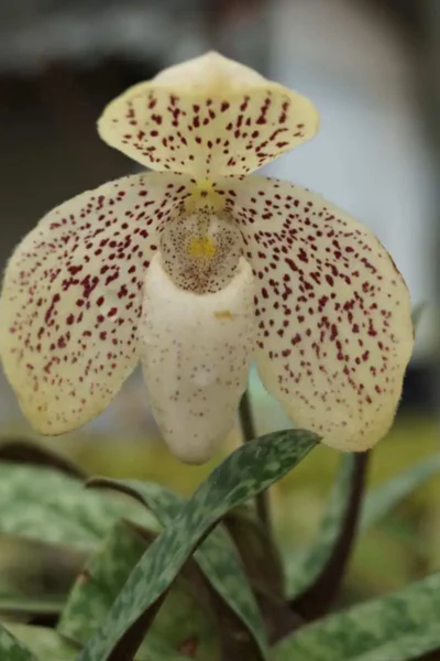 paphiopedilum godefroyae