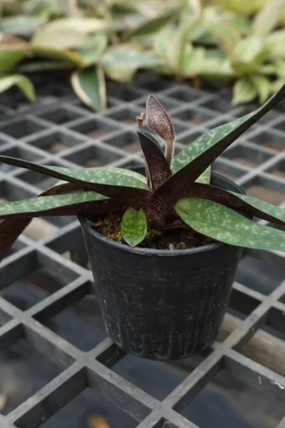 paphiopedilum godefroyae