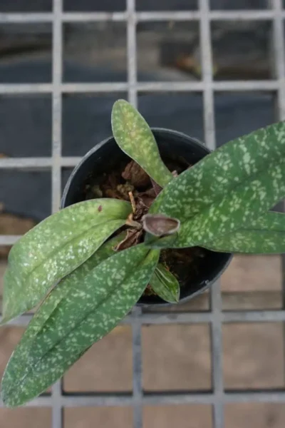 paphiopedilum godefroyae