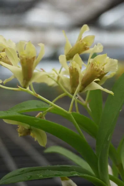 Dendrobium delacourii