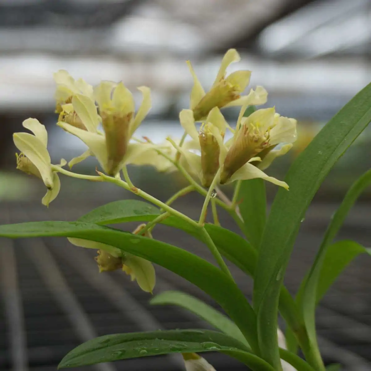 Dendrobium delacourii – Buy Online | Sib Orchid Dendrobium delacourii