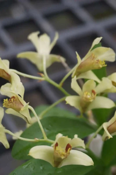 Dendrobium delacourii