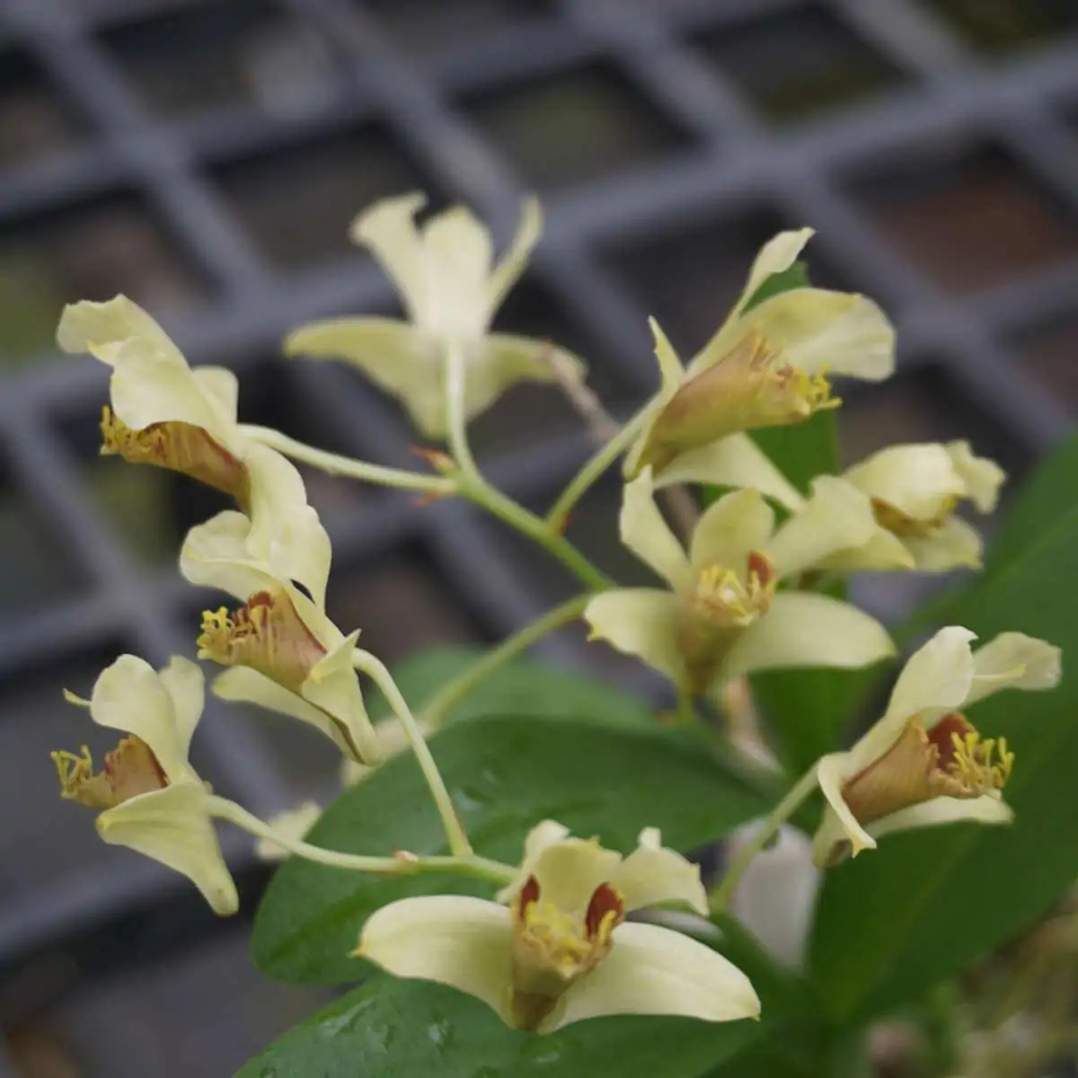 Dendrobium delacourii – Buy Online | Sib Orchid Dendrobium delacourii